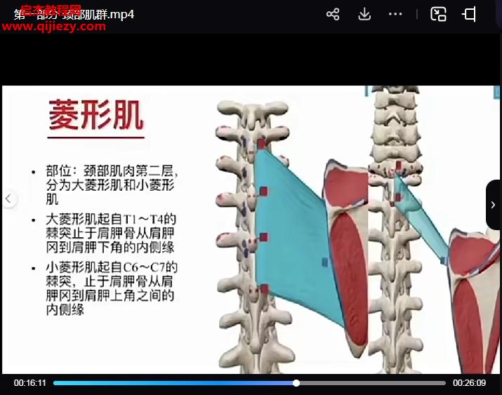 C先生3D動態解剖與體態關系視頻課程百度網盤下載學習